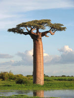 African Beauty Secrets You Should Know : Baobab Oil