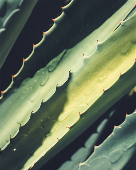 Our Guide To Skincare Ingredients: All You Need To Know About Aloe Vera