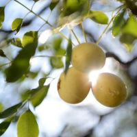 Huile de Marula : le secret de beauté africain pour une peau repulpée