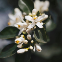 Le Néroli : le secret de beauté africain pour une peau lumineuse et apaisée