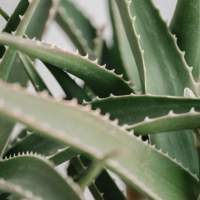 Aloe vera